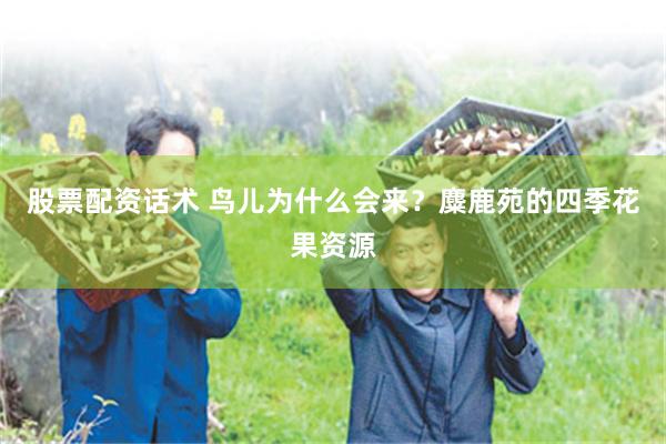 股票配资话术 鸟儿为什么会来？麋鹿苑的四季花果资源